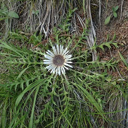 Carlina acaulis \ Silberdistel, Eberwurz / Stemless Carline Thistle, A Heiligenblut 11.8.2025