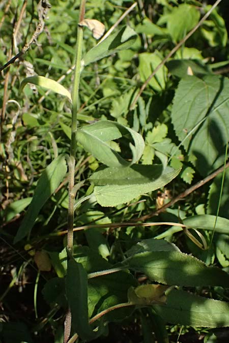 Campanula glomerata \ Kn&auml;uel-Glockenblume / Clustered Bellflower, A Bisamberg 12.8.2025