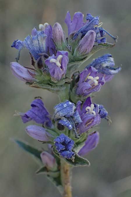 Campanula glomerata \ Kn&auml;uel-Glockenblume / Clustered Bellflower, A Bisamberg 12.8.2025