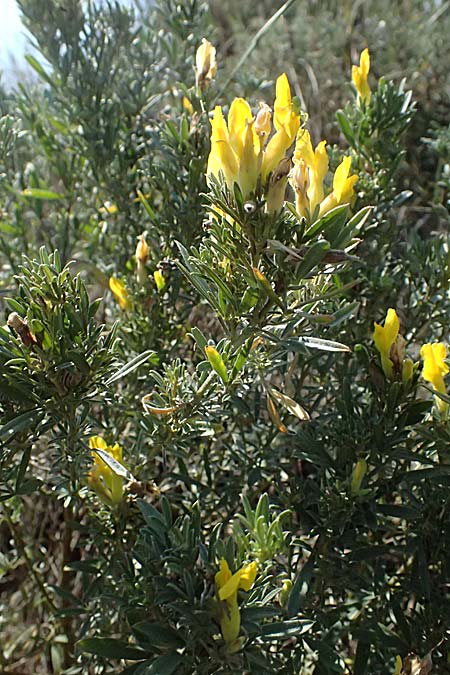 Cytisus austriacus \ �sterreichischer Zwerg-Gei�klee / Austrian Broom, A Wien 13.8.2025