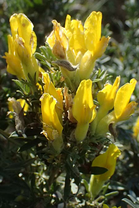 Cytisus austriacus \ �sterreichischer Zwerg-Gei�klee / Austrian Broom, A Wien 13.8.2025