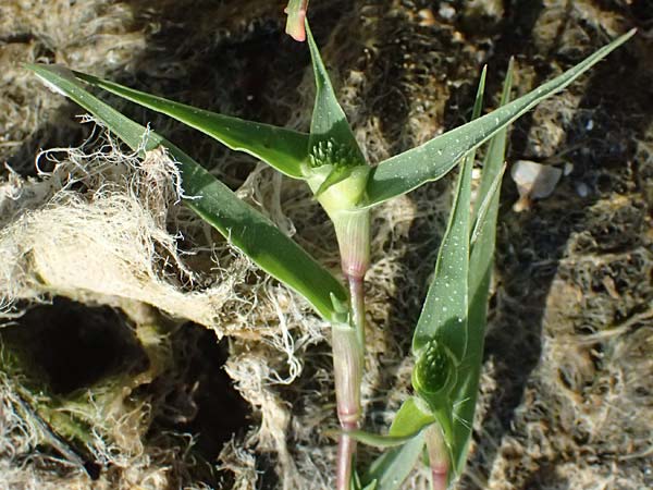 Sporobolus aculeatus \ Starres Dornengras / Prickle Grass, A Seewinkel, Apetlon 13.8.2025