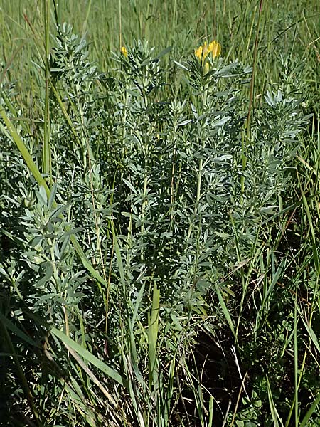 Cytisus austriacus \ �sterreichischer Zwerg-Gei�klee / Austrian Broom, A Stranzendorf 12.6.2026