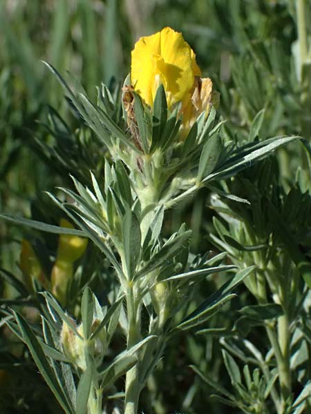 Cytisus austriacus \ �sterreichischer Zwerg-Gei�klee / Austrian Broom, A Stranzendorf 12.6.2026