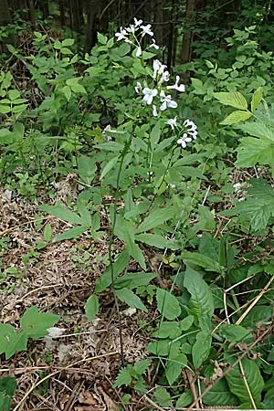 Cardamine bulbifera \ Kn�llchen-Zahnwurz, Zwiebel-Zahnwurz / Coral-Root Bitter-Cress, A Garanas 13.5.2025