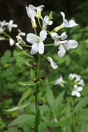 Cardamine bulbifera \ Kn�llchen-Zahnwurz, Zwiebel-Zahnwurz / Coral-Root Bitter-Cress, A Garanas 13.5.2025