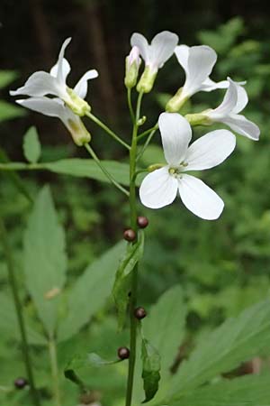 Cardamine bulbifera \ Kn�llchen-Zahnwurz, Zwiebel-Zahnwurz / Coral-Root Bitter-Cress, A Garanas 13.5.2025