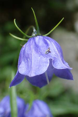 Campanula cochlearifolia \ Kleine Glockenblume / Fairy's Thimble, A Frein an der M&uuml;rz 3.7.2020