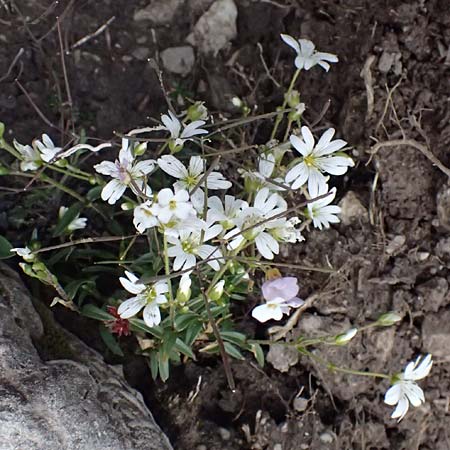 Cerastium carinthiacum \ Krntner Hornkraut / Carinthian Mouse-Ear, A Admont 5.7.2024
