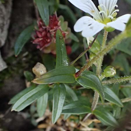 Cerastium carinthiacum \ Krntner Hornkraut / Carinthian Mouse-Ear, A Admont 5.7.2024