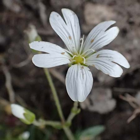 Cerastium carinthiacum \ Krntner Hornkraut / Carinthian Mouse-Ear, A Admont 5.7.2024