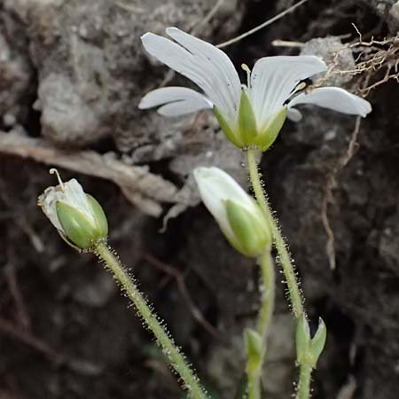 Cerastium carinthiacum \ Krntner Hornkraut, A Admont 5.7.2024