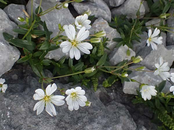 Cerastium carinthiacum \ Krntner Hornkraut / Carinthian Mouse-Ear, A Admont 5.7.2024