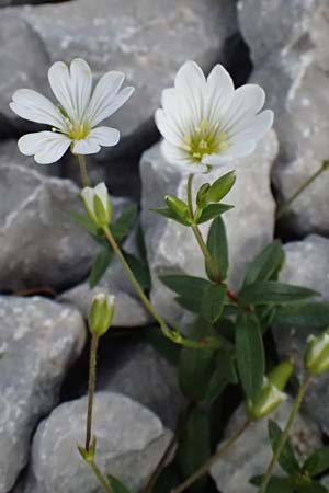 Cerastium carinthiacum \ Krntner Hornkraut / Carinthian Mouse-Ear, A Admont 5.7.2024