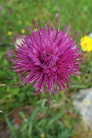 Carduus defloratus \ Alpen-Distel, A Felbertal, Hintersee 4.7.2025