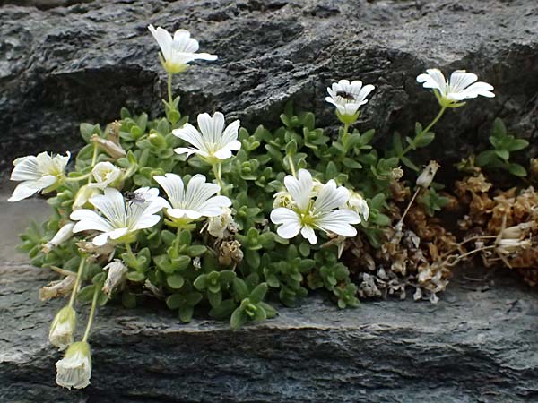 Cerastium uniflorum \ Einbltiges Hornkraut, A Großglockner 30.6.2025