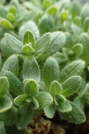 Cerastium uniflorum \ Einbltiges Hornkraut, A Großglockner 30.6.2025