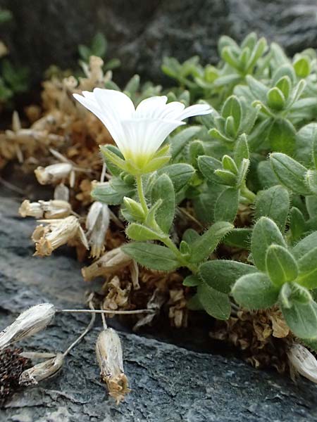 Cerastium uniflorum \ Einbltiges Hornkraut, A Großglockner 30.6.2025