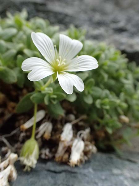Cerastium uniflorum \ Einbltiges Hornkraut, A Großglockner 30.6.2025