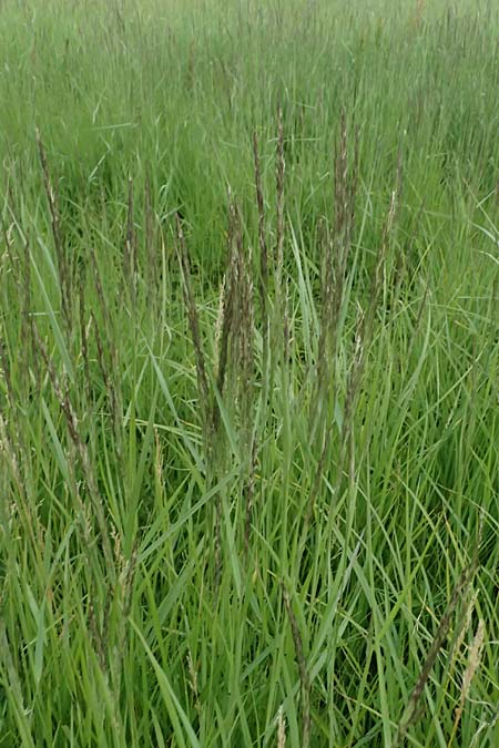 Calamagrostis epigejos \ Land-Reitgras / Wood Small Reed, A G&ouml;llersdorf 12.6.2026