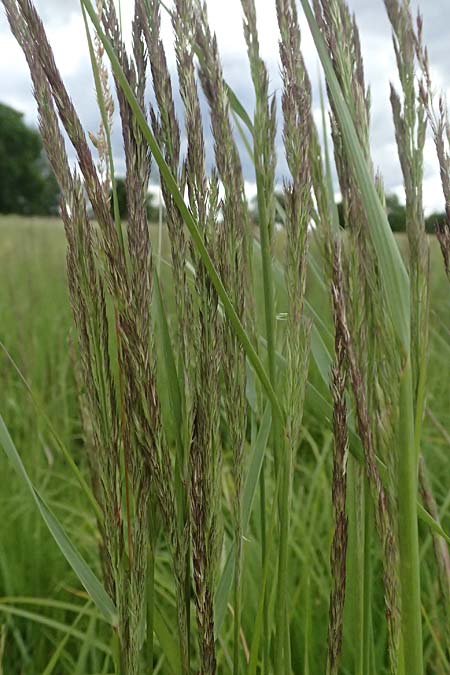 Calamagrostis epigejos \ Land-Reitgras / Wood Small Reed, A G&ouml;llersdorf 12.6.2026