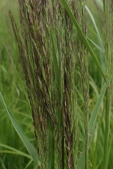 Calamagrostis epigejos \ Land-Reitgras / Wood Small Reed, A G&ouml;llersdorf 12.6.2026