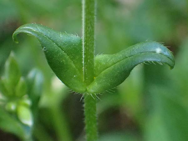 Cerastium fontanum \ Quell-Hornkraut, A Osttirol, Matrei 14.5.2025
