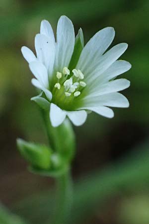 Cerastium fontanum \ Quell-Hornkraut, A Osttirol, Matrei 14.5.2025