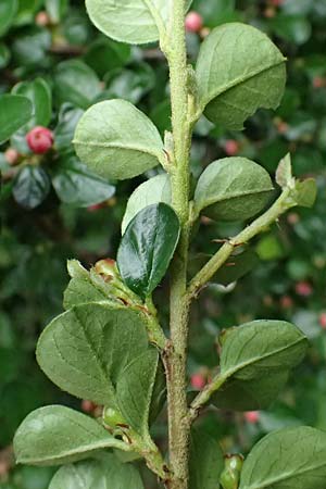 Cotoneaster hjelmqvistii \ Bespitzte Zwergmispel, Preiselbeer-Zwergmispel / Cranberry Cotoneaster, A Gaspoltshofen 9.5.2025