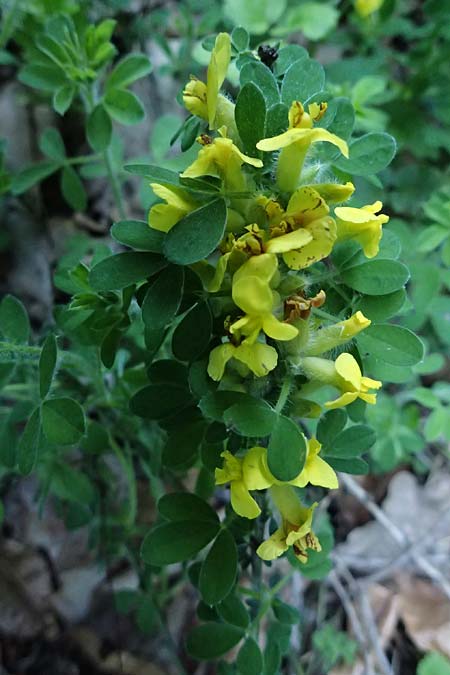 Cytisus hirsutus \ Behaarter Zwergginster, Behaarter Geiklee / Shaggy Broom, A Hochstraß 10.5.2025