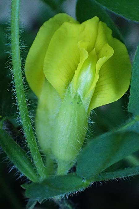 Cytisus hirsutus \ Behaarter Zwergginster, Behaarter Geiklee / Shaggy Broom, A Hochstraß 10.5.2025