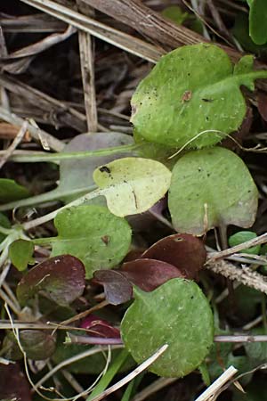 Arabidopsis halleri \ Hallers Schaumkresse / Haller's Rock-Cress, A Deutschlandsberg 13.5.2025