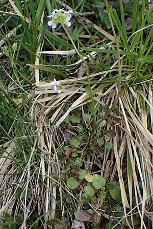Arabidopsis halleri \ Hallers Schaumkresse / Haller's Rock-Cress, A Deutschlandsberg 13.5.2025