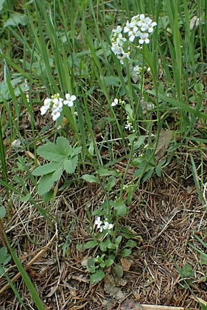 Arabidopsis halleri \ Hallers Schaumkresse / Haller's Rock-Cress, A Deutschlandsberg 13.5.2025