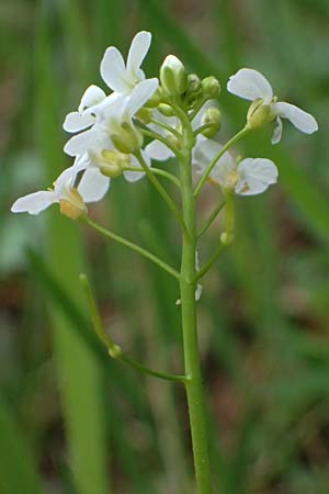 Arabidopsis halleri \ Hallers Schaumkresse / Haller's Rock-Cress, A Deutschlandsberg 13.5.2025