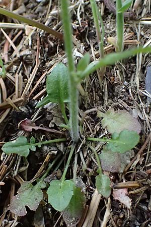 Arabidopsis halleri \ Hallers Schaumkresse / Haller's Rock-Cress, A Deutschlandsberg 13.5.2025