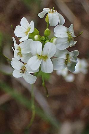 Arabidopsis halleri \ Hallers Schaumkresse / Haller's Rock-Cress, A Deutschlandsberg 13.5.2025