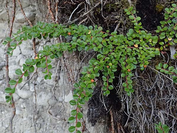 Cotoneaster hjelmqvistii \ Bespitzte Zwergmispel, Preiselbeer-Zwergmispel / Cranberry Cotoneaster, A Bad Vigaun 20.8.2026