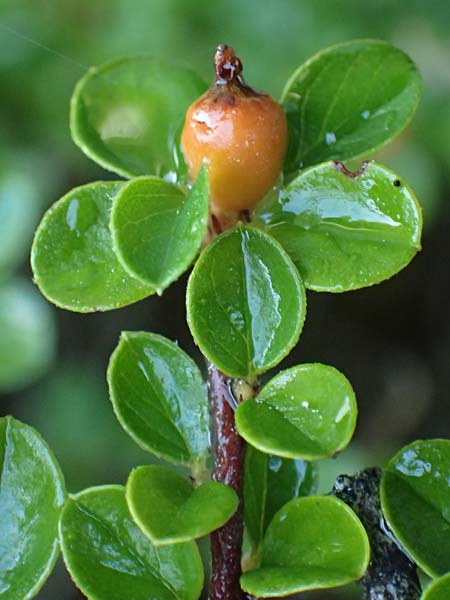 Cotoneaster hjelmqvistii \ Bespitzte Zwergmispel, Preiselbeer-Zwergmispel / Cranberry Cotoneaster, A Bad Vigaun 20.8.2026