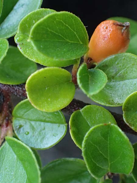 Cotoneaster hjelmqvistii \ Bespitzte Zwergmispel, Preiselbeer-Zwergmispel / Cranberry Cotoneaster, A Bad Vigaun 20.8.2026