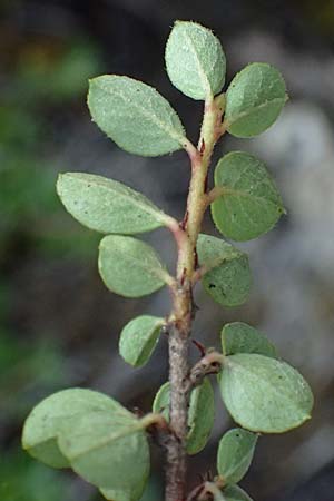 Cotoneaster hjelmqvistii \ Bespitzte Zwergmispel, Preiselbeer-Zwergmispel / Cranberry Cotoneaster, A Bad Vigaun 20.8.2026