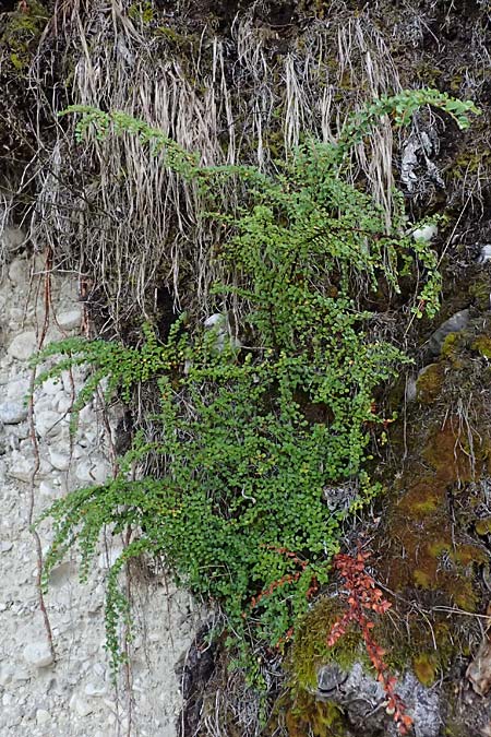Cotoneaster hjelmqvistii \ Bespitzte Zwergmispel, Preiselbeer-Zwergmispel / Cranberry Cotoneaster, A Bad Vigaun 20.8.2026
