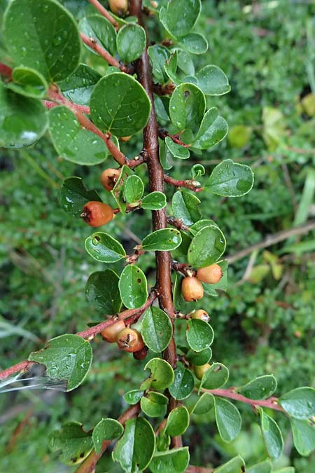 Cotoneaster hjelmqvistii \ Bespitzte Zwergmispel, Preiselbeer-Zwergmispel / Cranberry Cotoneaster, A Bad Vigaun 20.8.2026