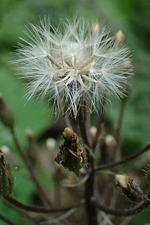 Cicerbita alpina \ Alpen-Milchlattich, Blaue Sau-Distel, A Präbichl 6.7.2024
