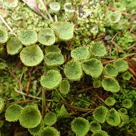 Cladonia chlorophaea ? \ Becher-Flechte / Cup Lichen, A Frein an der Mürz 3.7.2020