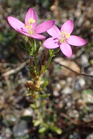 Centaurium uliginosum \ Salz-Tausendg�ldenkraut / Salt Centaury, A Seewinkel, Apetlon 23.9.2022