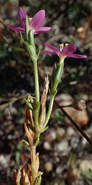 Centaurium uliginosum \ Salz-Tausendg�ldenkraut / Salt Centaury, A Seewinkel, Apetlon 23.9.2022