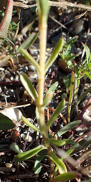 Centaurium uliginosum \ Salz-Tausendgldenkraut / Salt Centaury, A Seewinkel, Apetlon 23.9.2022