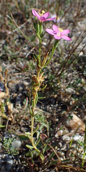 Centaurium uliginosum \ Salz-Tausendg�ldenkraut / Salt Centaury, A Seewinkel, Apetlon 23.9.2022