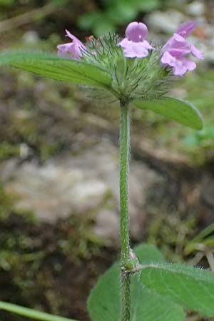 Clinopodium vulgare \ Wirbeldost / Wild Basil, A St. Gallen im Gesäuse 2.7.2024